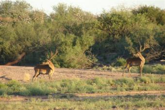 Hunting Ranch in Argentina La Pampa